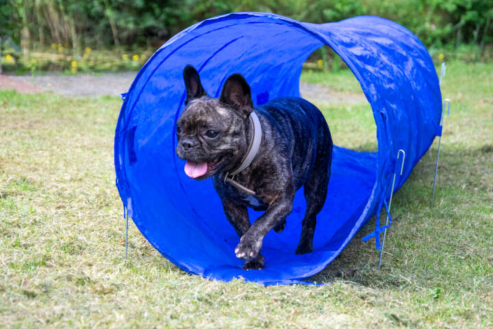 dobar Agility Tunnel